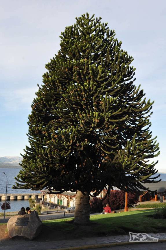 Pinheiro, árvore típica em Bariloche, na patagônia andina na Argentina